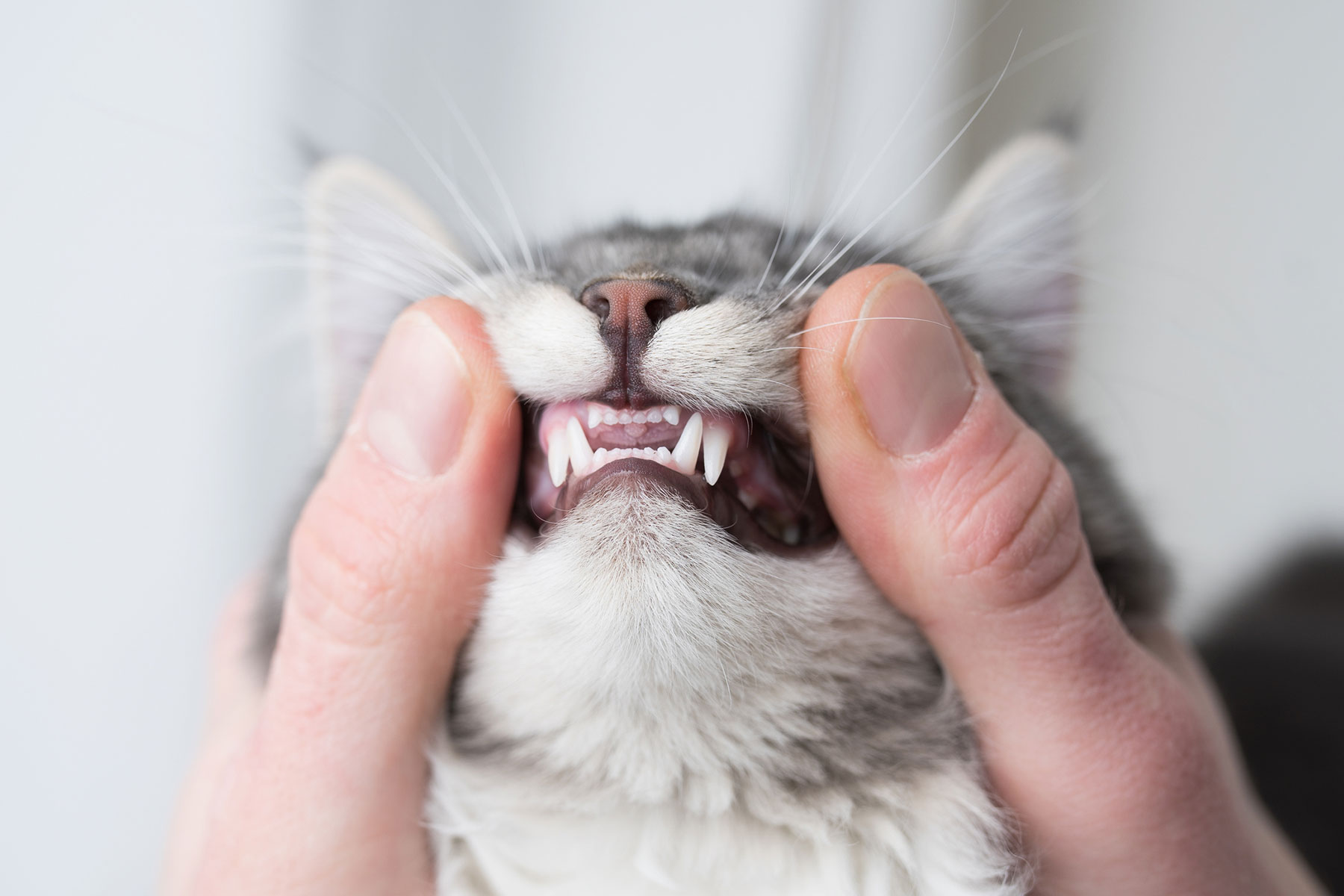 The Importance of Dental Care for Your Pet